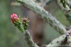 Cylindropuntia thurberi