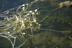Ranunculus circinatus