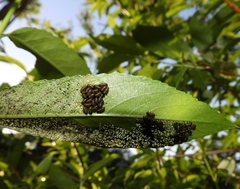 Plagiodera erythroptera