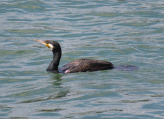 Phalacrocorax carbo