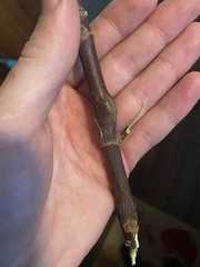 Proteoteras willingana