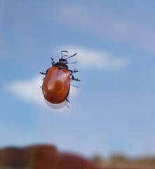 Plagiodera erythroptera