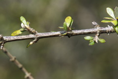 Olearia virgata