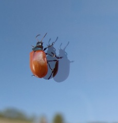 Plagiodera erythroptera