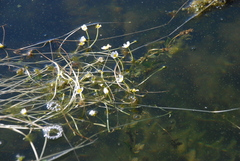 Ranunculus circinatus