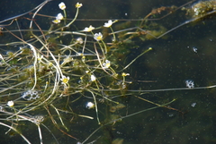 Ranunculus circinatus
