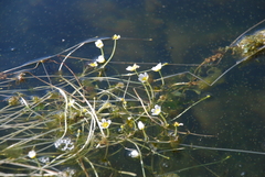 Ranunculus circinatus