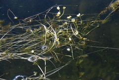 Ranunculus circinatus