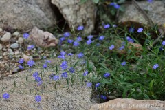 Evolvulus arizonicus