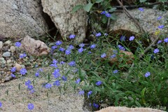 Evolvulus arizonicus