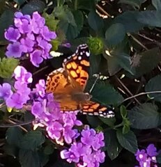 Vanessa annabella