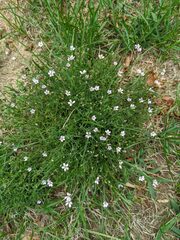 Gypsophila repens