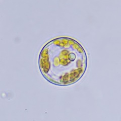 Coscinodiscales