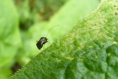 Halticus luteicollis