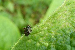 Halticus luteicollis