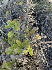 Verbena lasiostachys