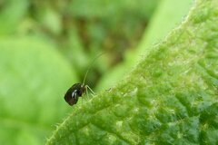 Halticus luteicollis