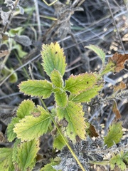 Verbena lasiostachys