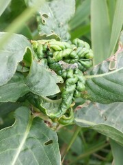 Aphalara maculipennis