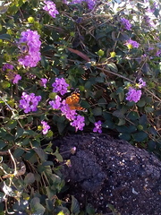 Vanessa annabella