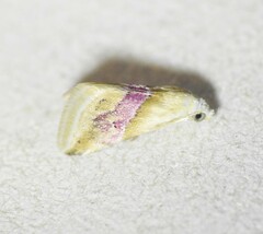 Eublemma cochylioides