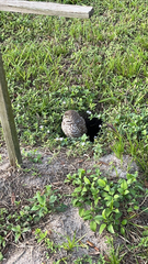 Athene cunicularia floridana