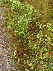 Dracophyllum longifolium