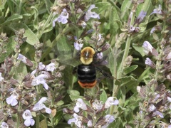 Bombus bellicosus