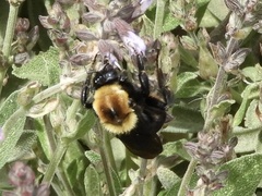 Bombus bellicosus