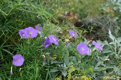 Ipomoea ternifolia
