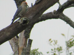 Melanerpes aurifrons × carolinus
