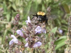 Bombus bellicosus
