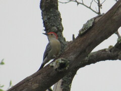 Melanerpes aurifrons × carolinus