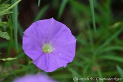 Ipomoea ternifolia