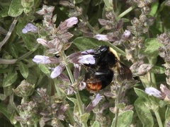 Bombus bellicosus