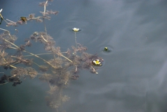 Ranunculus circinatus