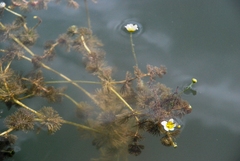 Ranunculus circinatus