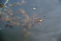 Ranunculus circinatus