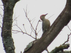 Melanerpes aurifrons × carolinus