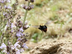 Bombus bellicosus