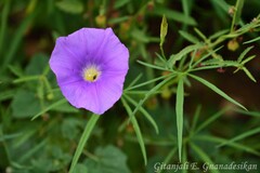 Ipomoea ternifolia