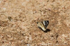 Heliopetes domicella