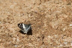 Heliopetes domicella