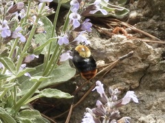 Bombus bellicosus