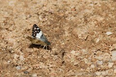 Heliopetes domicella