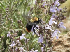Bombus bellicosus