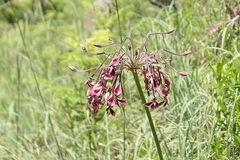 Pelargonium schlechteri