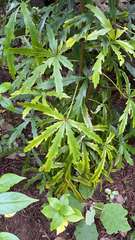 Pseudopanax crassifolius × lessonii