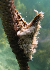 Pteria colymbus