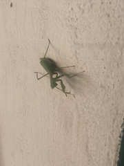 Miomantis caffra